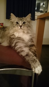 Yava, das königliche Juwel