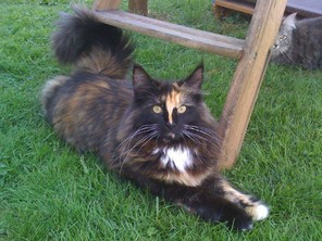Sunny Garden's 'Umea Kayleen'